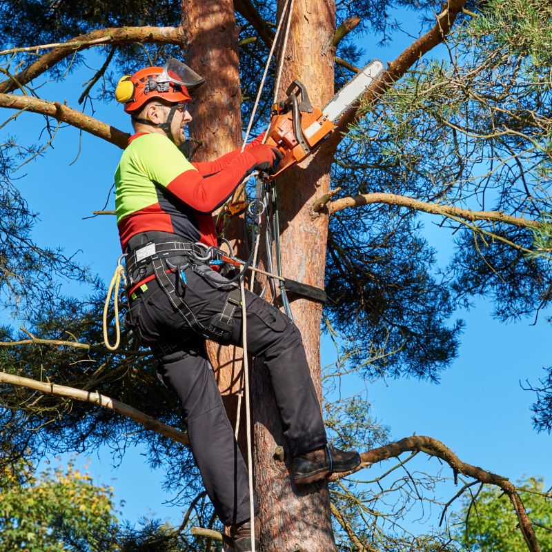 Tree surgeon company SEO case study